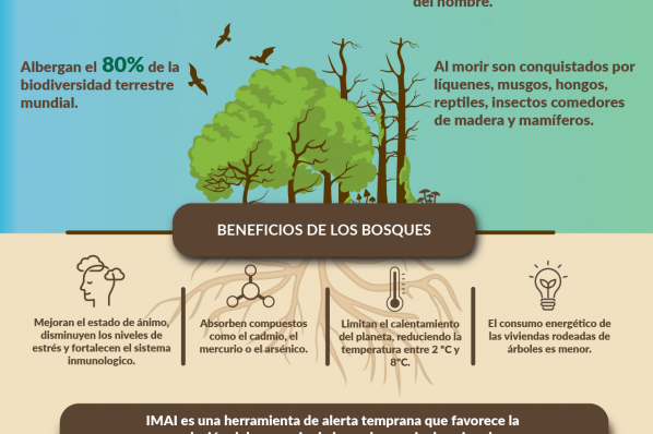 Infografía 'Los Bosques'