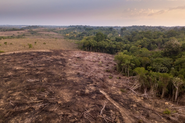AEIM organiza en marzo la mesa redonda 'Nuevo Reglamento europeo contra la deforestación. Diligencia Debida, legalidad y certificación'